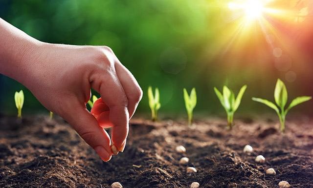 planting seeds
